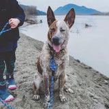 Wilderdog - Small Carabiner Rope Leash