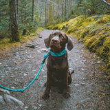 Wilderdog - Small Carabiner Rope Leash