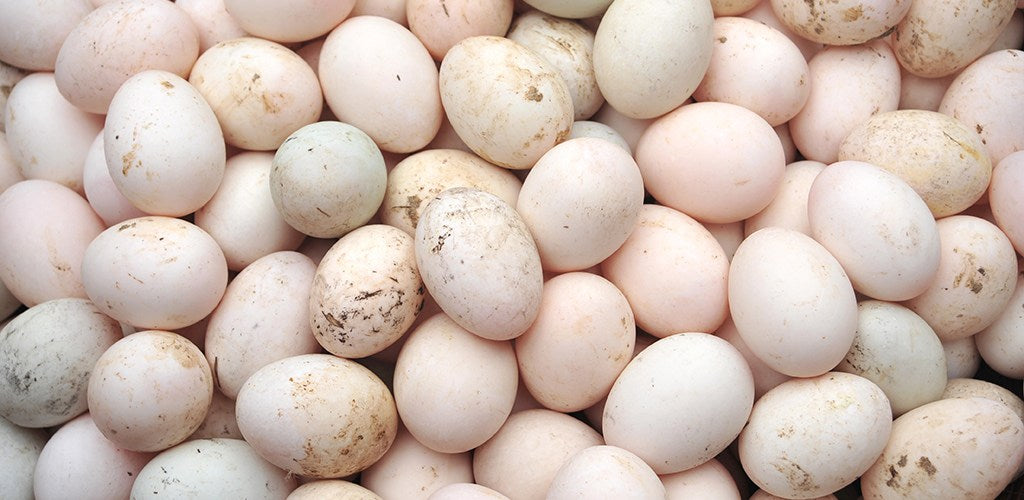 Shop Duck Eggs