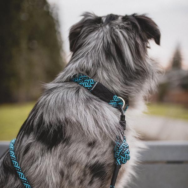 Wilderdog Climbing Rope Collars Teton Fangs Fur