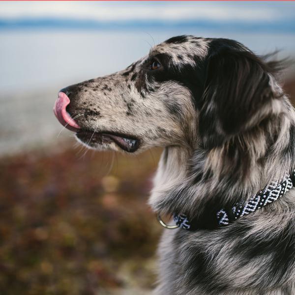 Wilderdog collar clearance