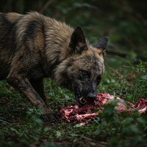 The Wolf at the Dinner Table