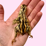 Girls Gone Raw - Quail Chick [Feathered/Whole Prey]