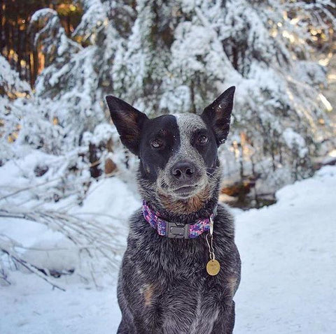 Wilder dog best sale collar