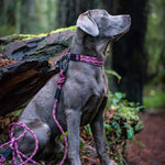 Wilderdog - Small Carabiner Rope Leash